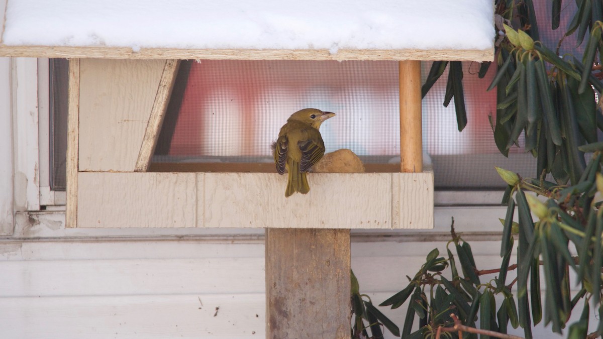 Summer Tanager - ML44675201