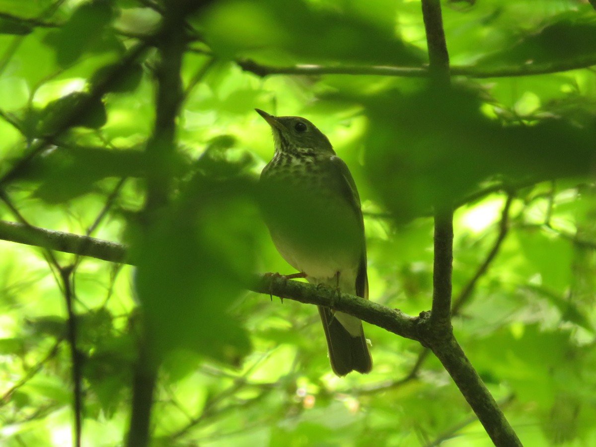 Gray-cheeked Thrush - ML446752211