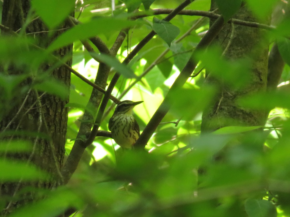 Louisiana Waterthrush - ML446752391