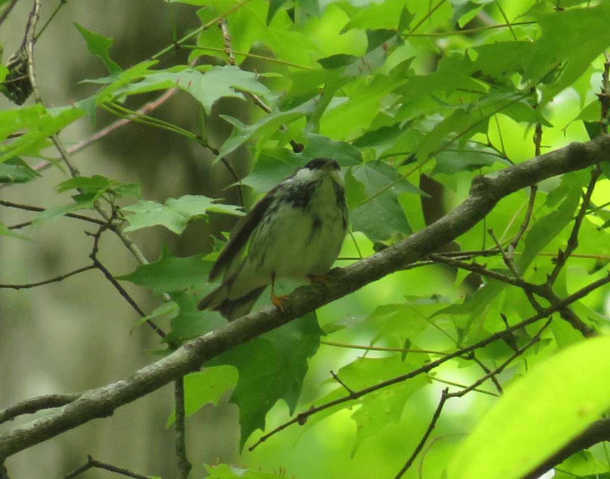 Blackpoll Warbler - ML446752591