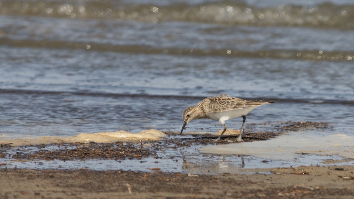 Bairdstrandläufer - ML446752691