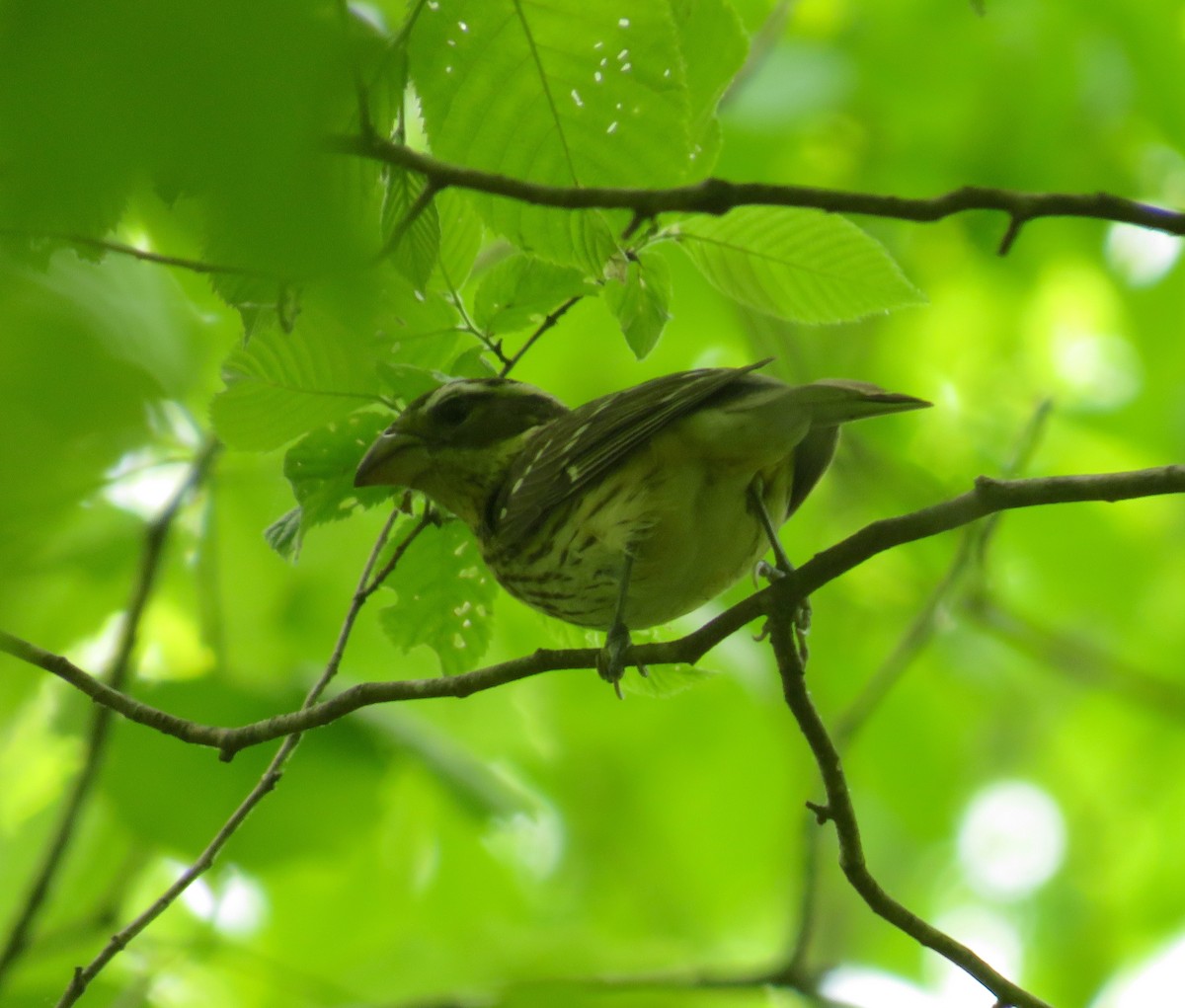 Rose-breasted Grosbeak - ML446752851