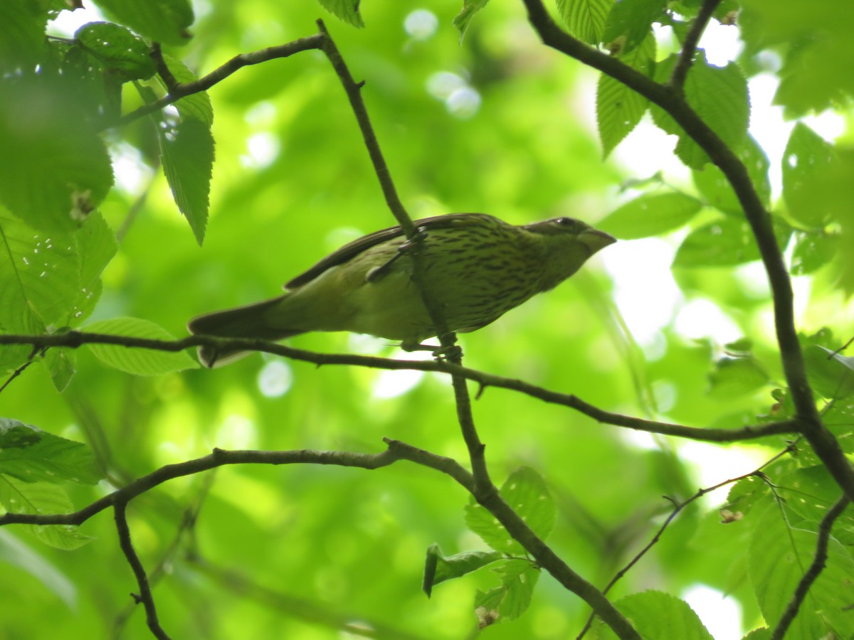 Rose-breasted Grosbeak - ML446752961