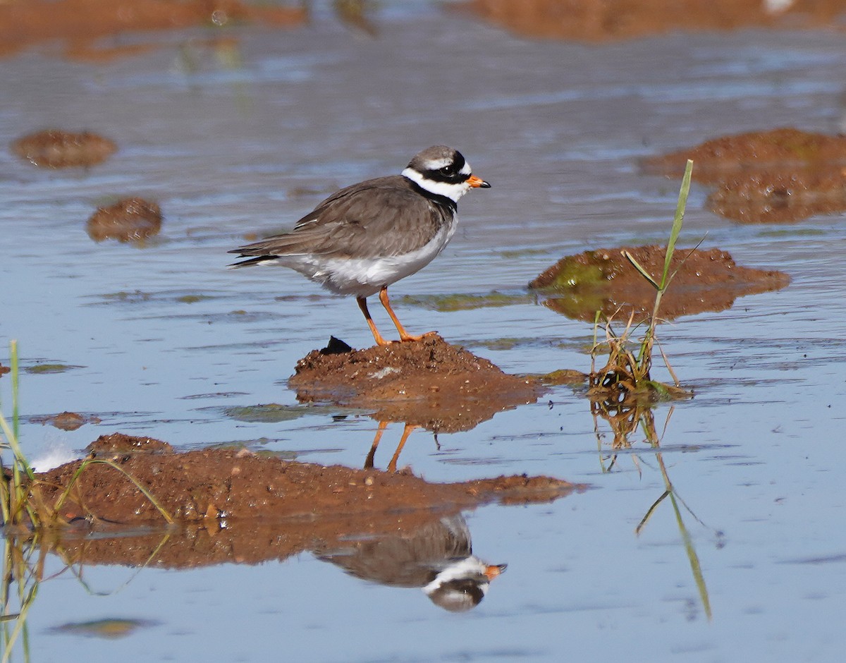 Common Ringed Plover - ML446753081