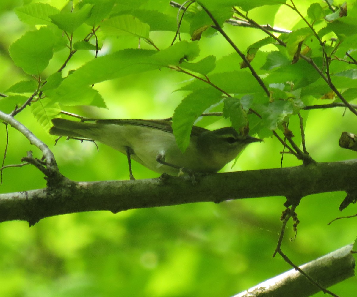 Tennessee Warbler - ML446753741