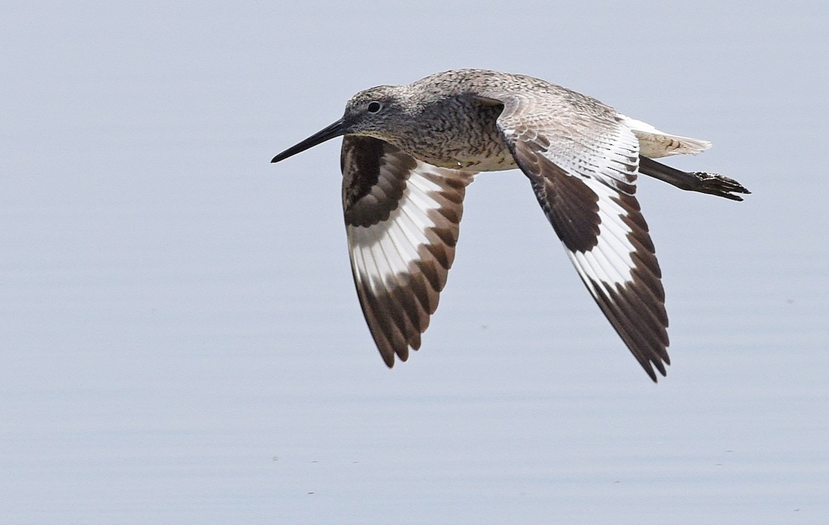 Willet - ML446753891