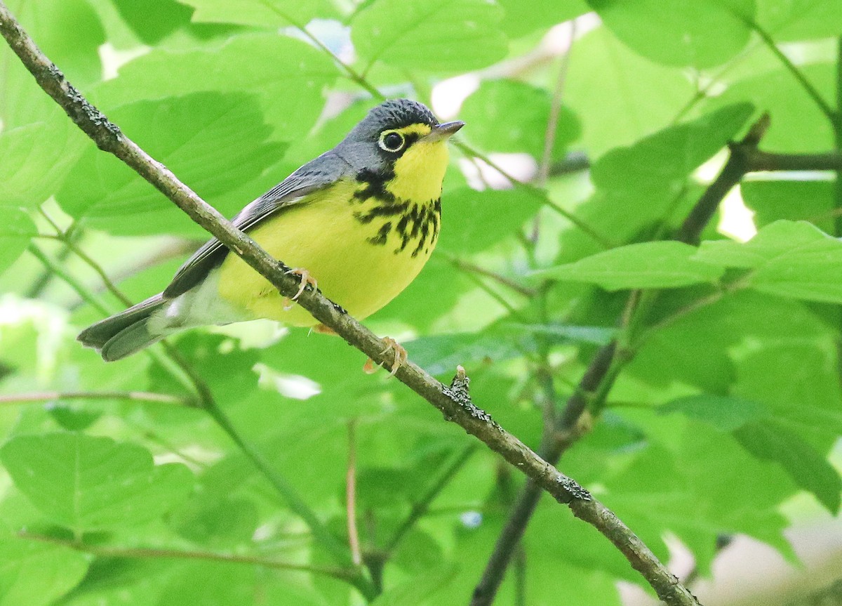 Canada Warbler - Drew Chaney