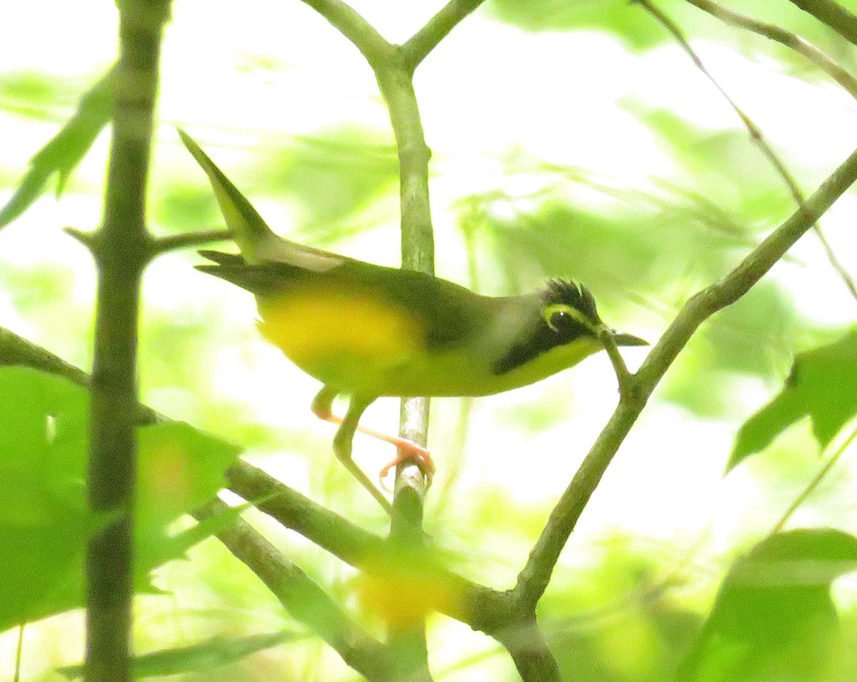 Kentucky Warbler - ML446756171