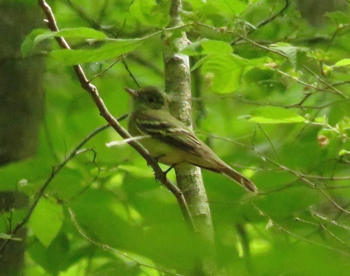 Acadian Flycatcher - ML446756551