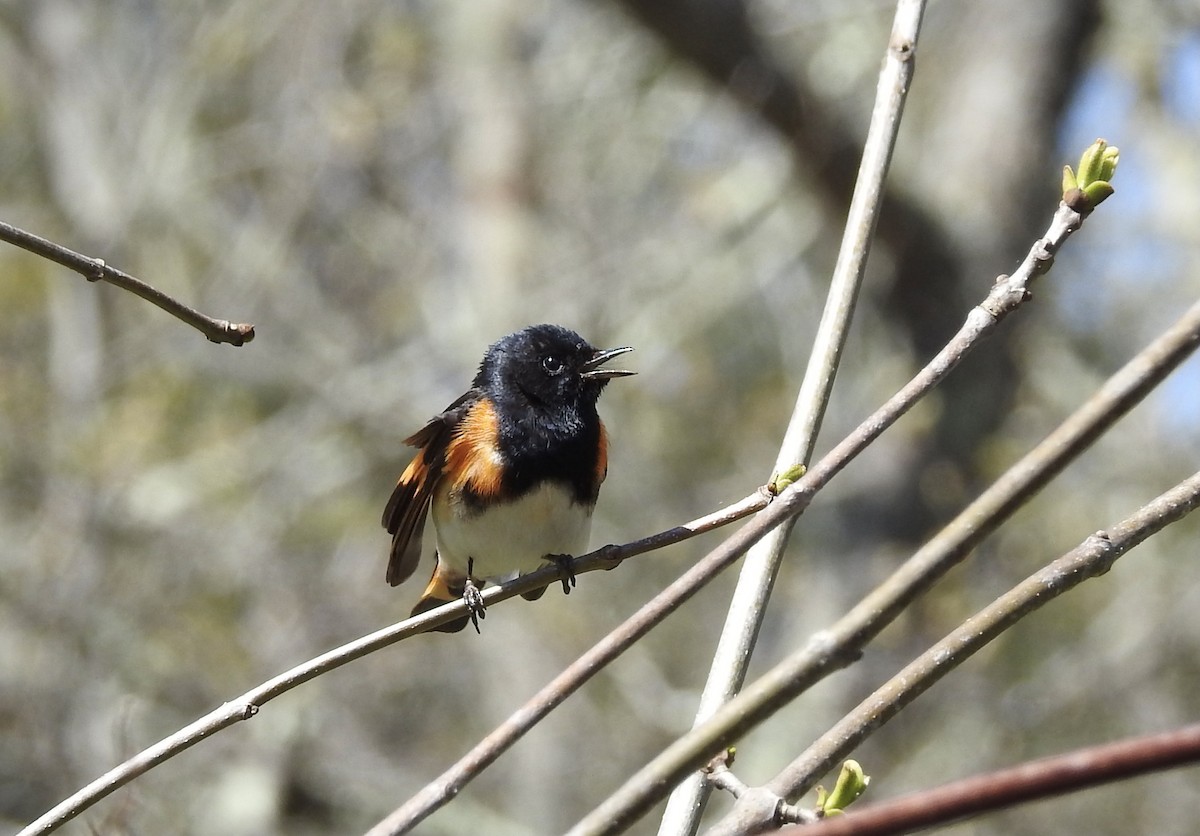 American Redstart - ML446756861