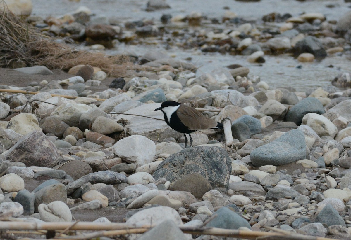 Spur-winged Lapwing - ML446757041