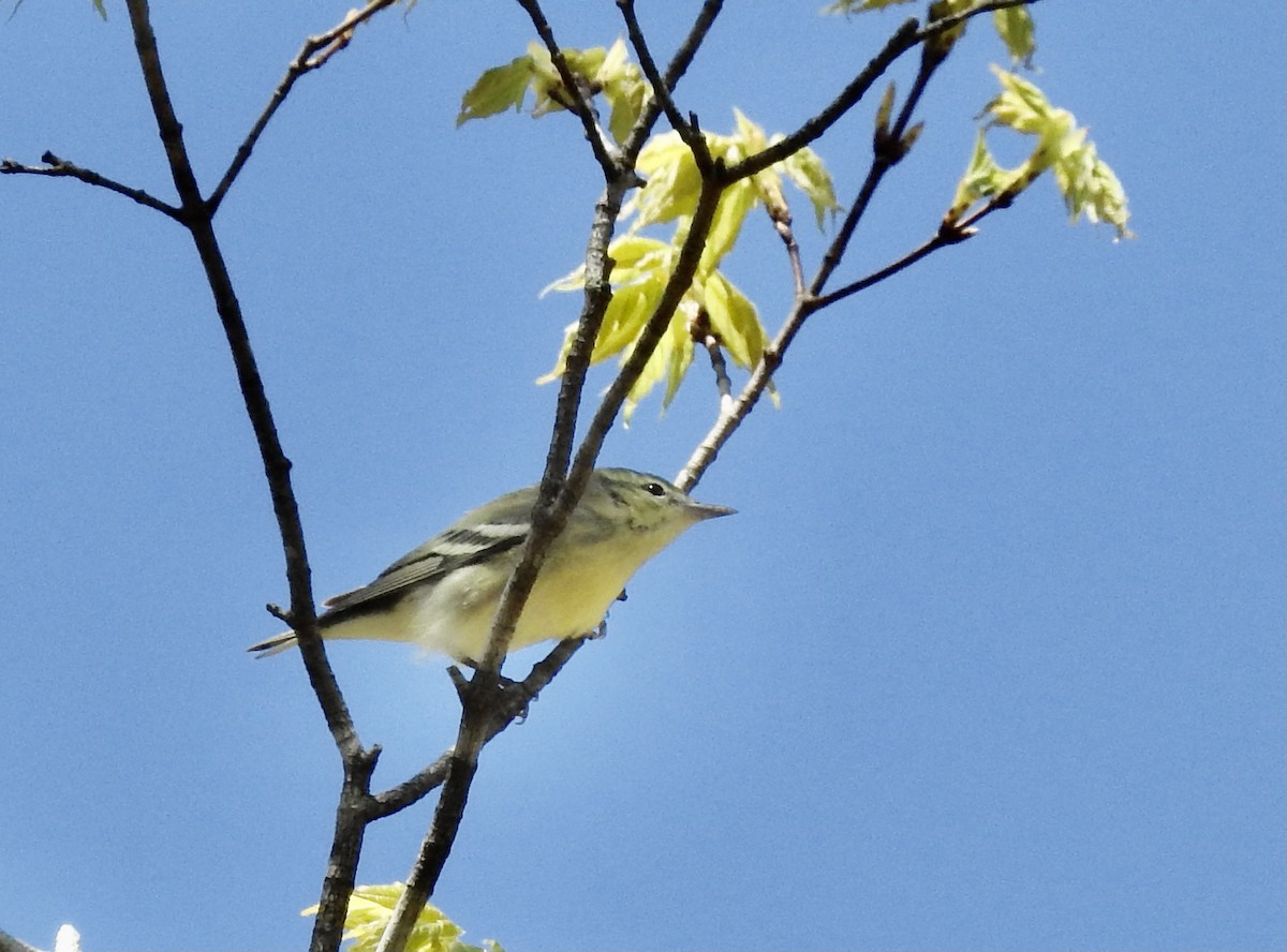 Cerulean Warbler - ML446757061