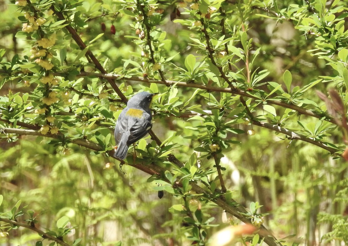 Northern Parula - Barb Stone