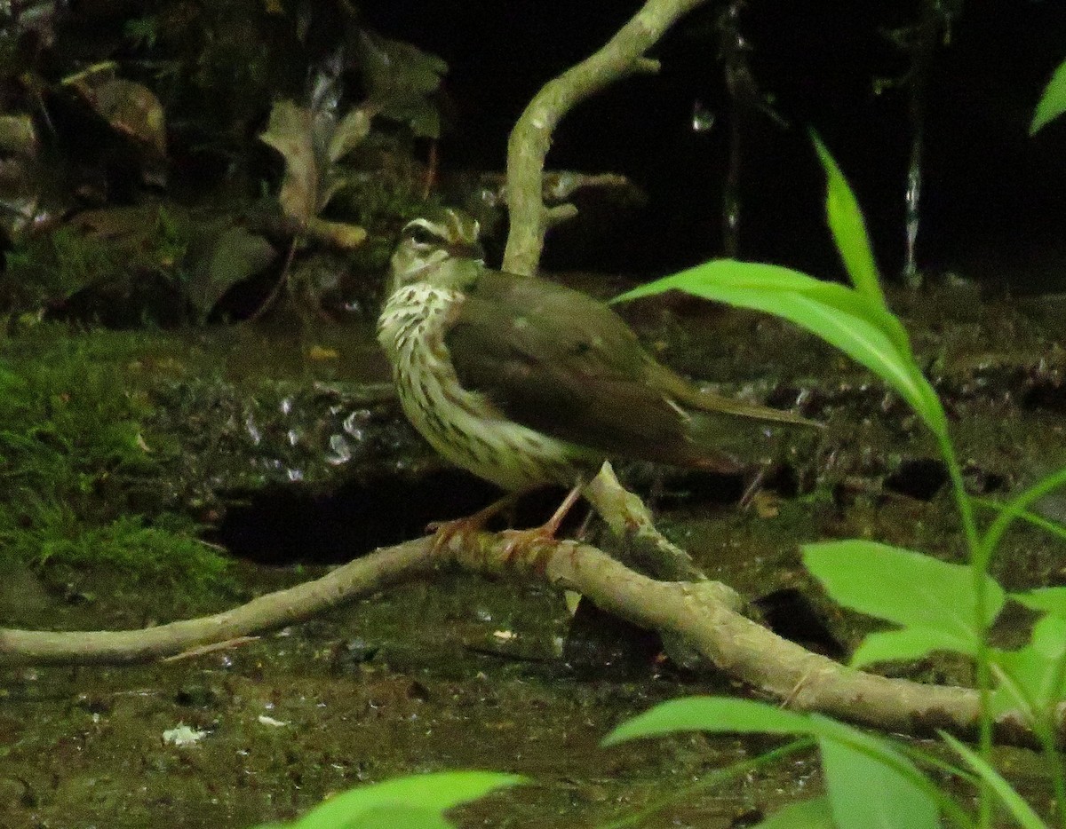 Louisiana Waterthrush - ML446757571