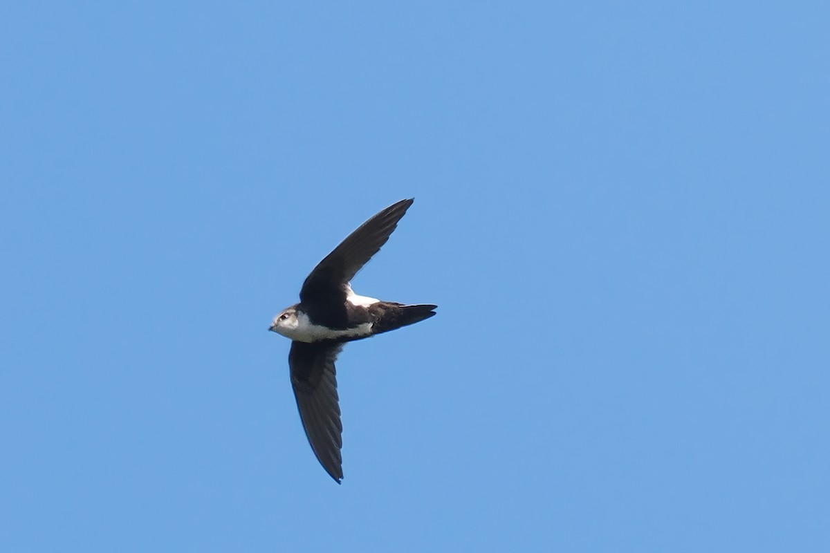 White-throated Swift - Donna Pomeroy