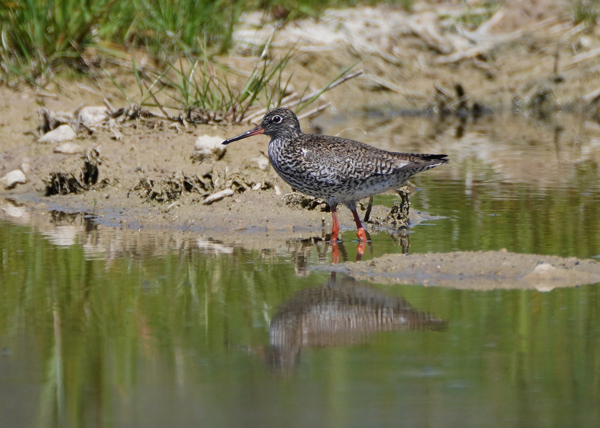 Common Redshank - ML446757941