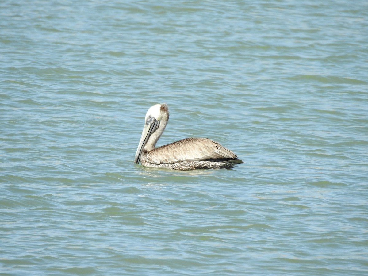pelikán hnědý - ML446759261
