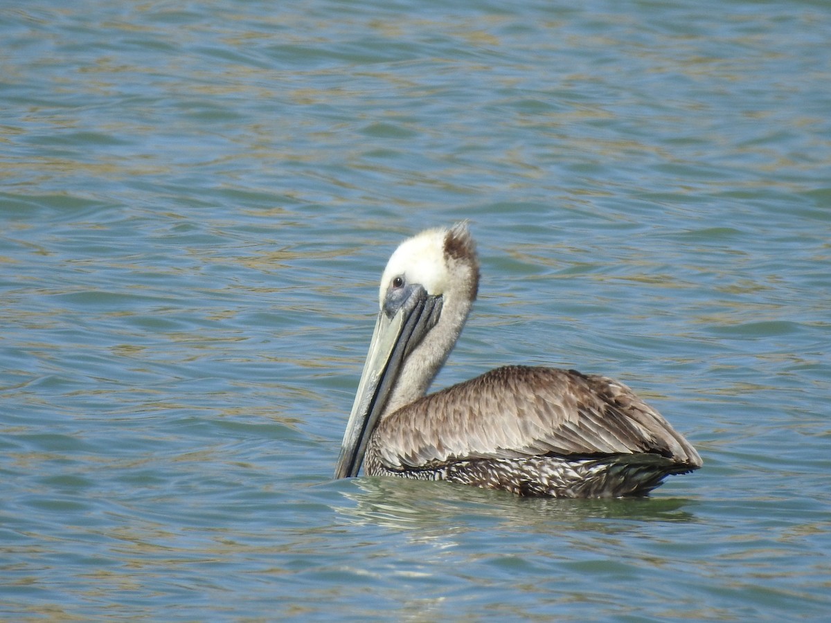 pelikán hnědý - ML446759341