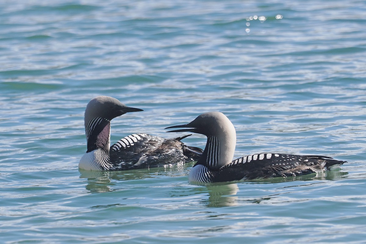 Pacific Loon - Donna Pomeroy