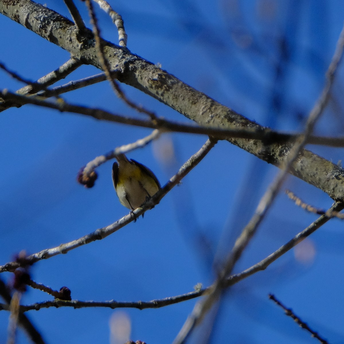 Blue-headed Vireo - Jean-Marc Emery