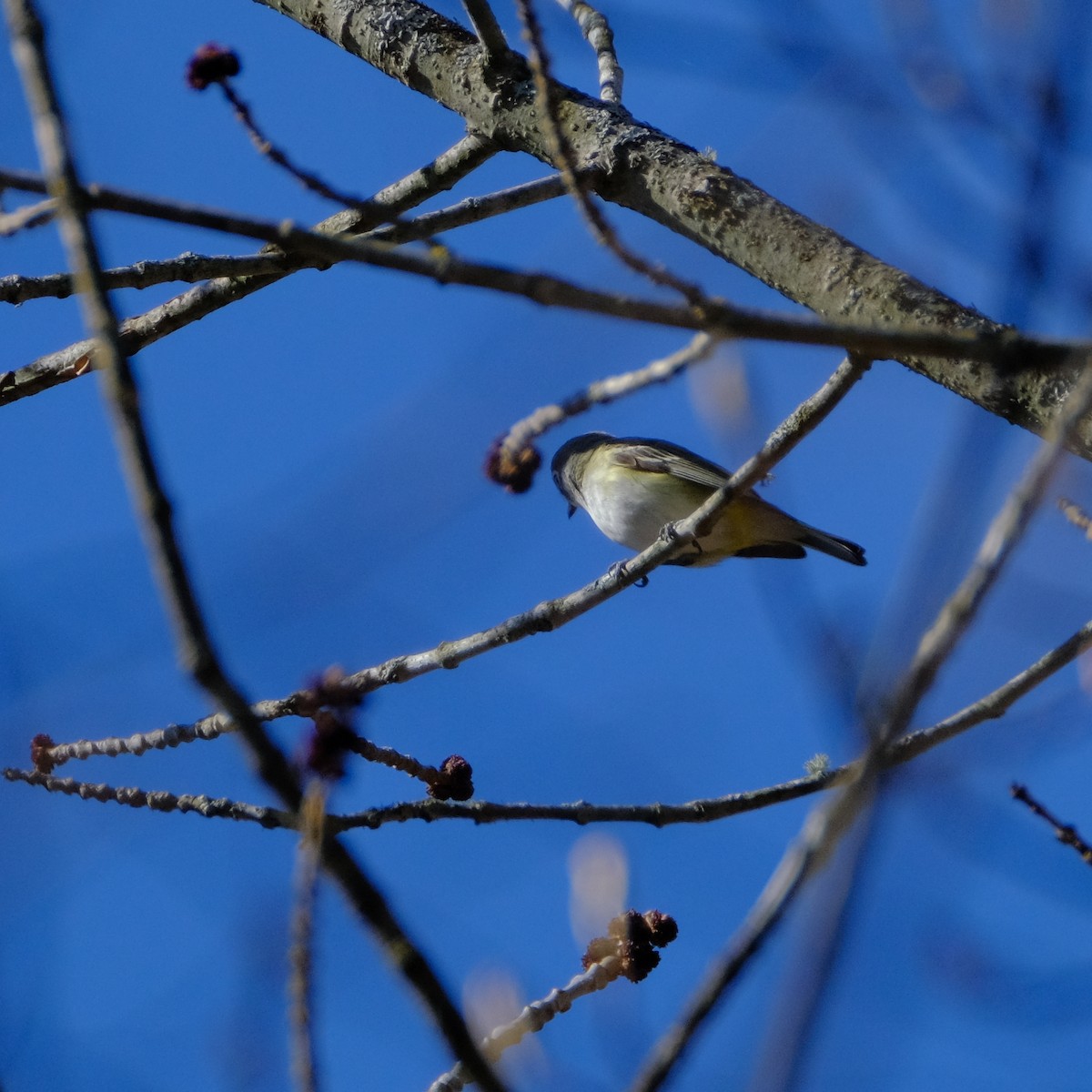 Mavi Başlı Vireo - ML446759531