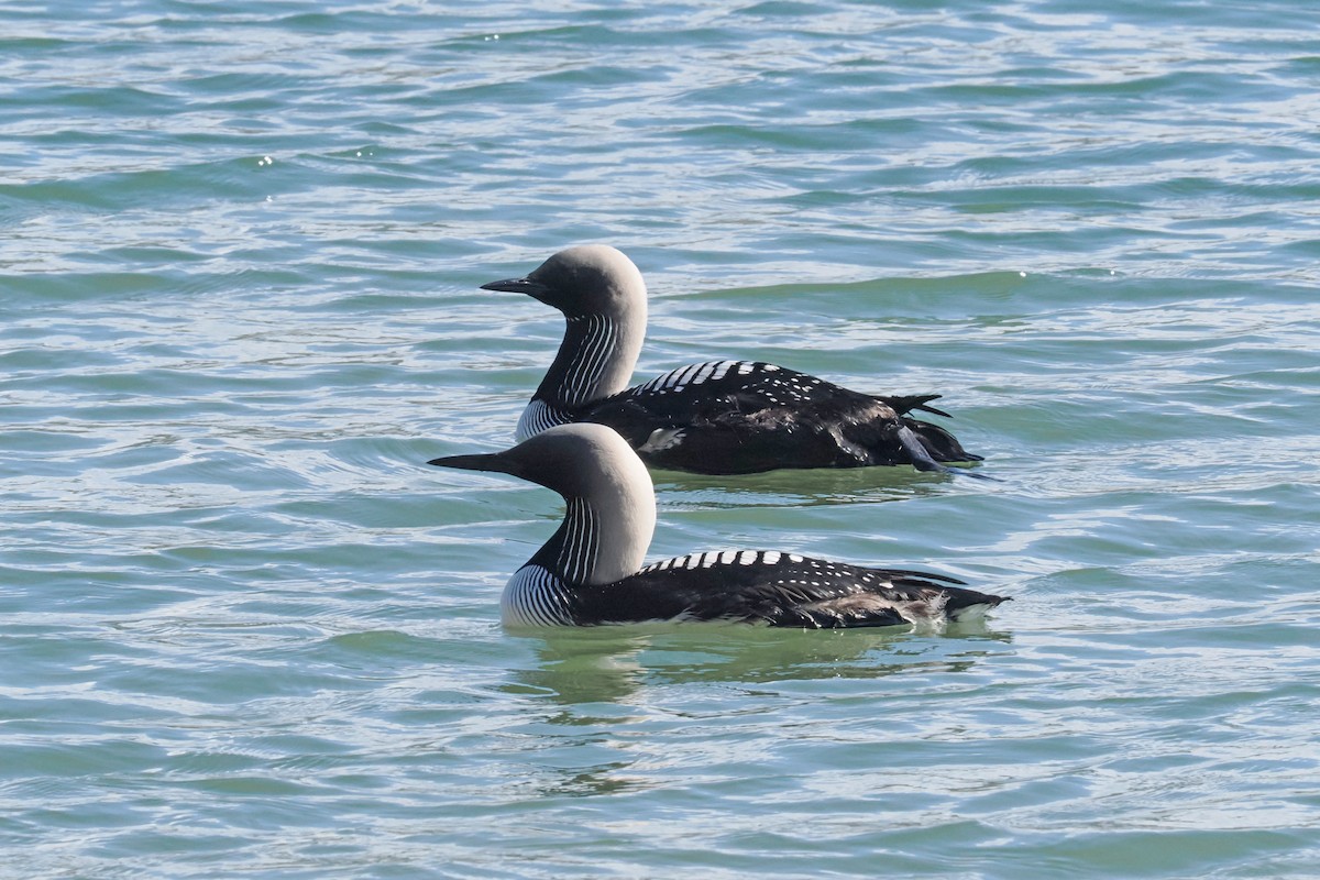 Pacific Loon - Donna Pomeroy