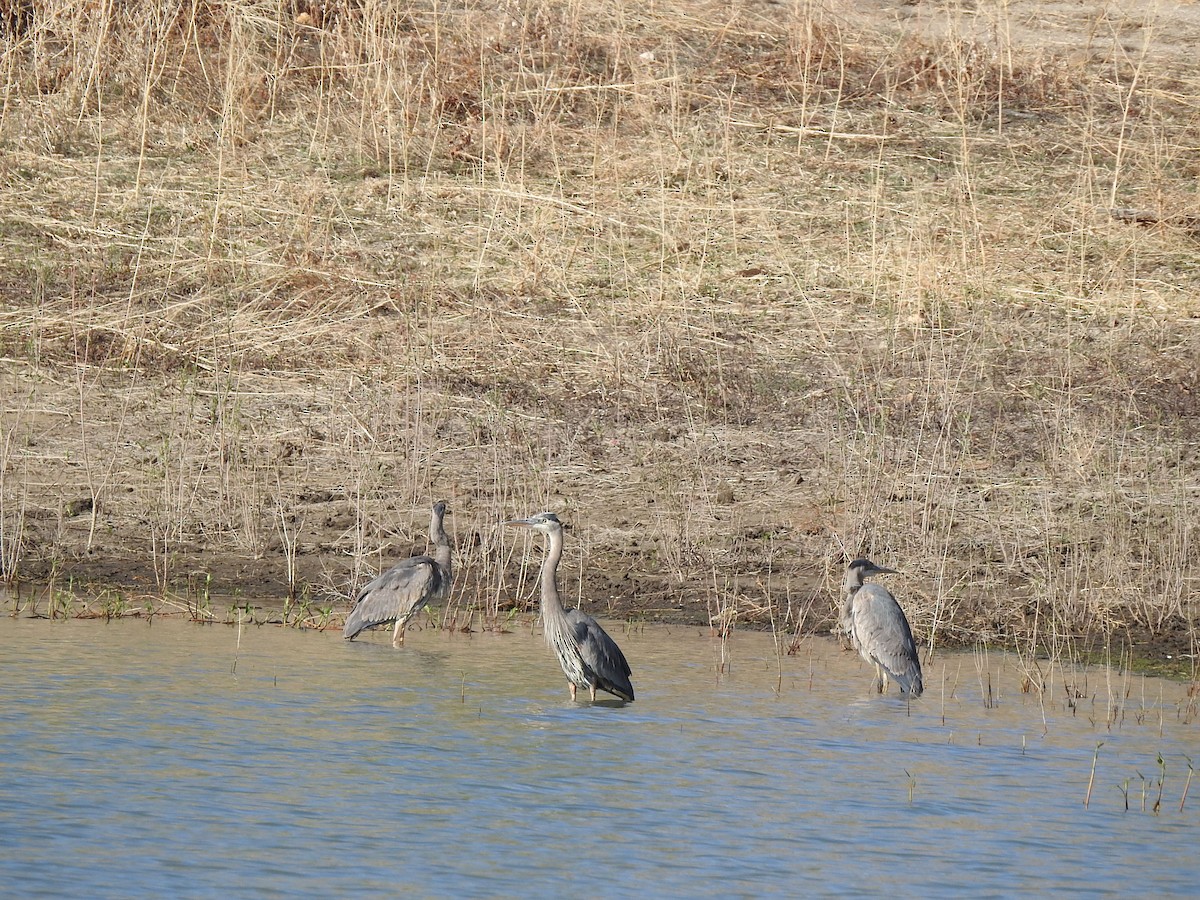 Great Blue Heron - ML446760721