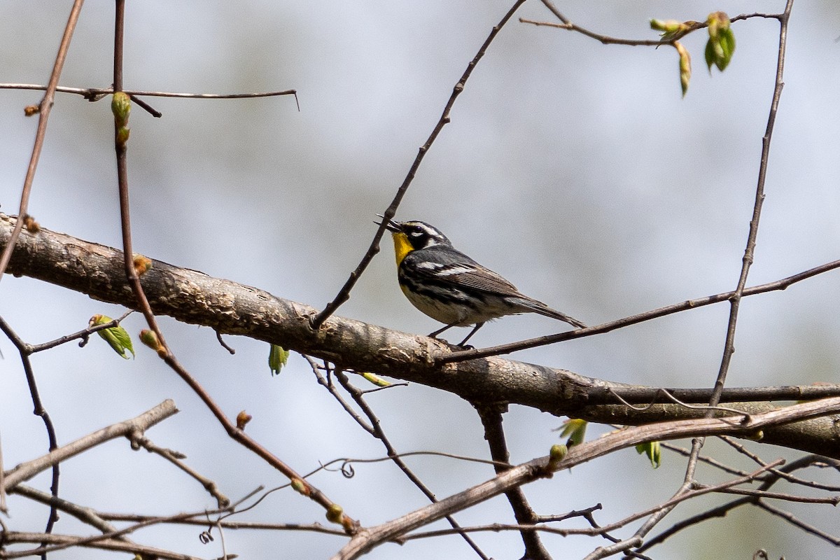 Yellow-throated Warbler - ML446761181