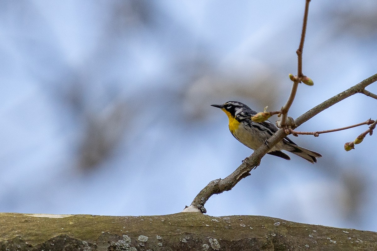 Yellow-throated Warbler - ML446761191