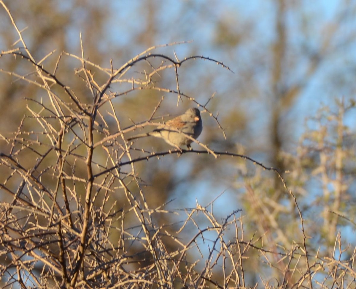 Black-chinned Sparrow - ML44676151