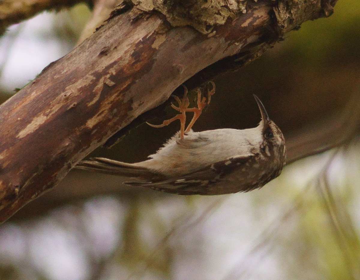 Brown Creeper - ML446761511