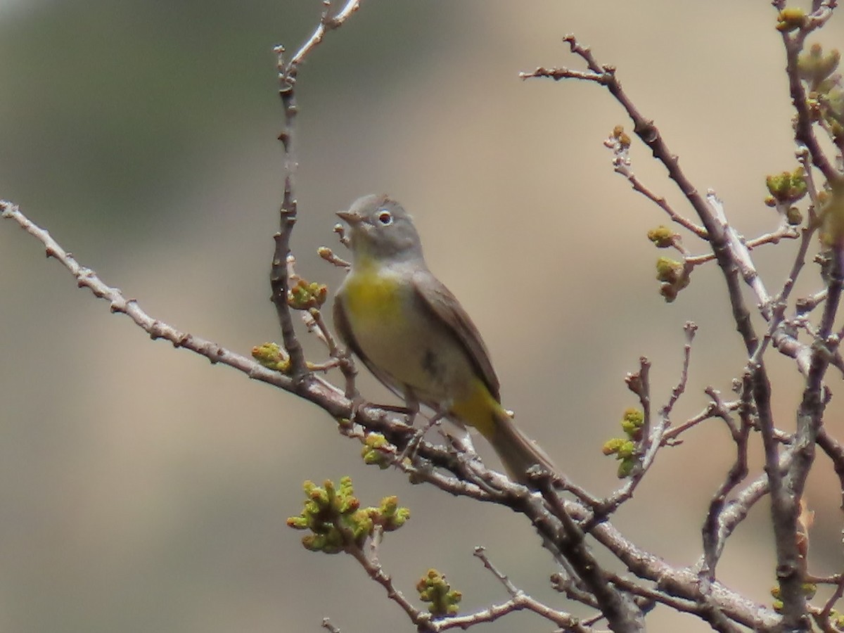 Virginia's Warbler - ML446761721
