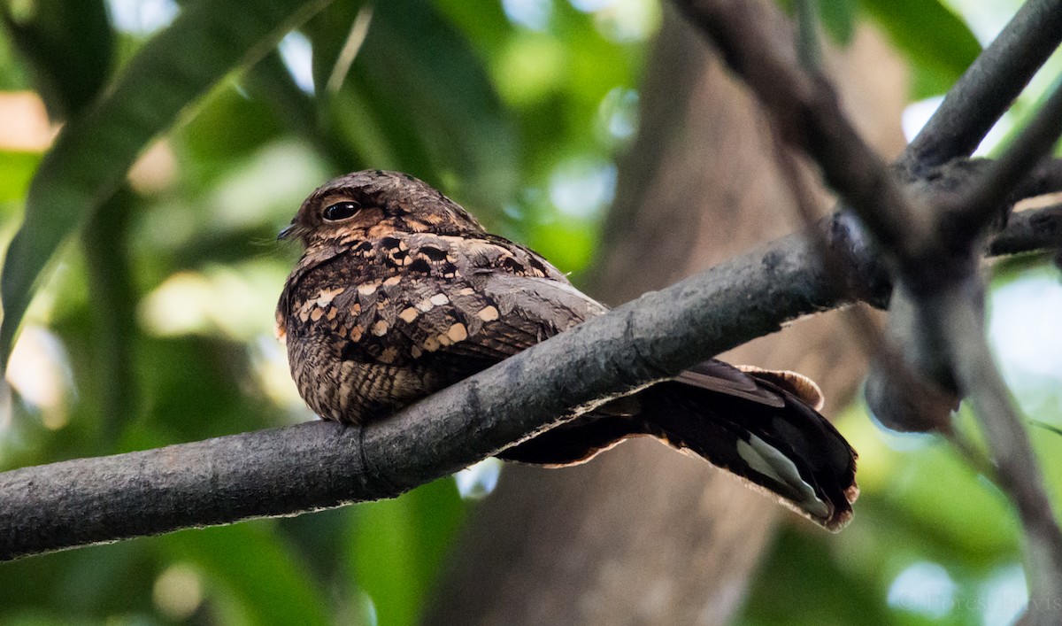 Philippine Nightjar - Forest Botial-Jarvis