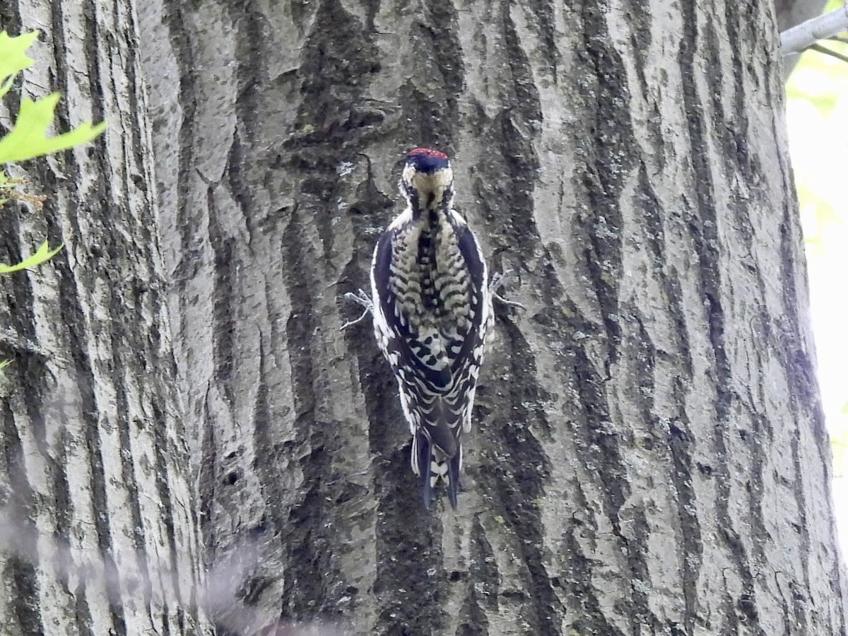 Yellow-bellied Sapsucker - Caroline Quinn