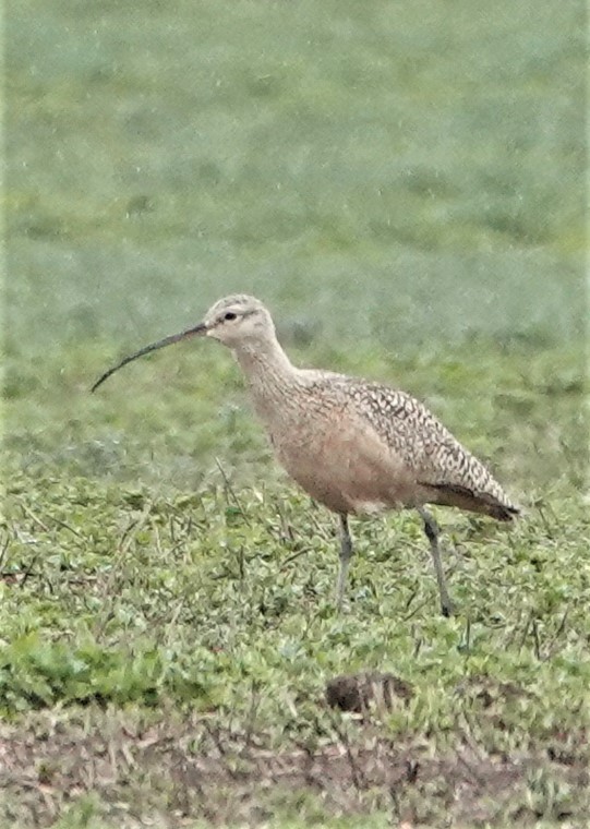 Long-billed Curlew - ML446762721