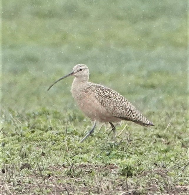 Long-billed Curlew - ML446762741