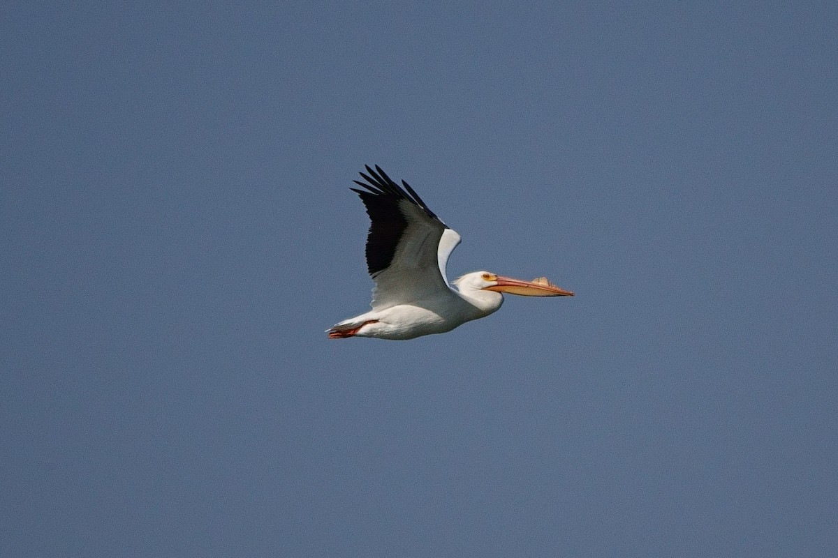 American White Pelican - ML446763131