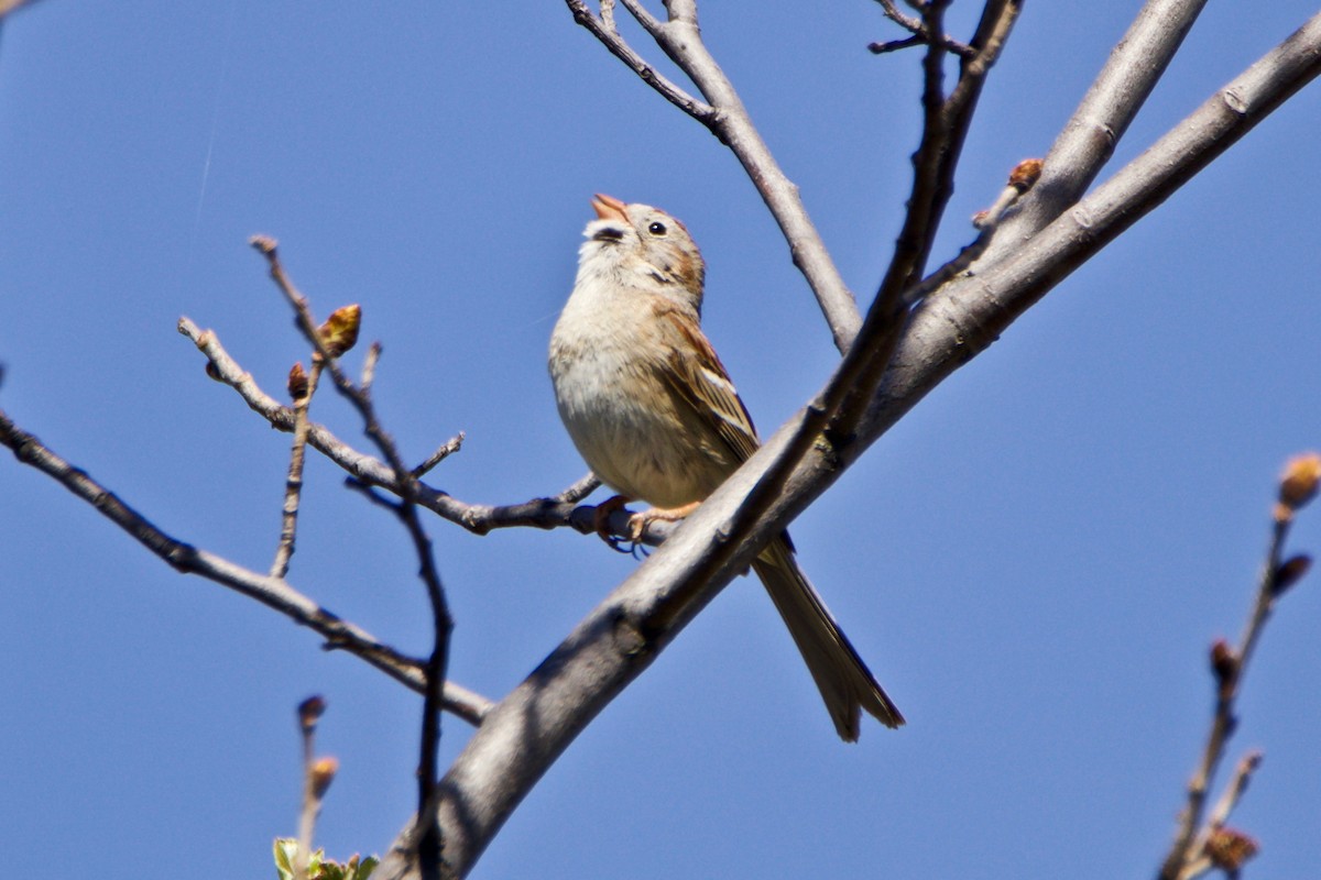 Field Sparrow - ML446763971