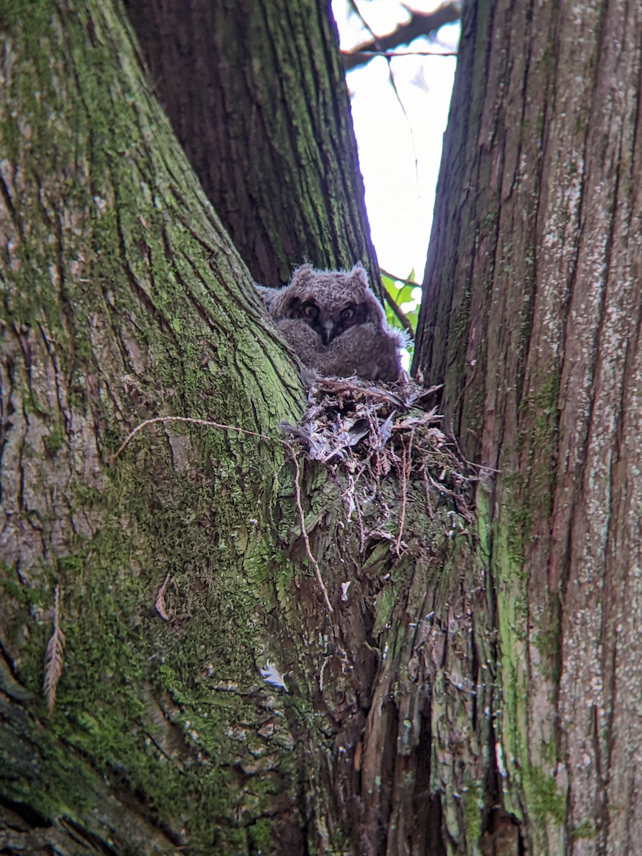 Great Horned Owl - ML446765321