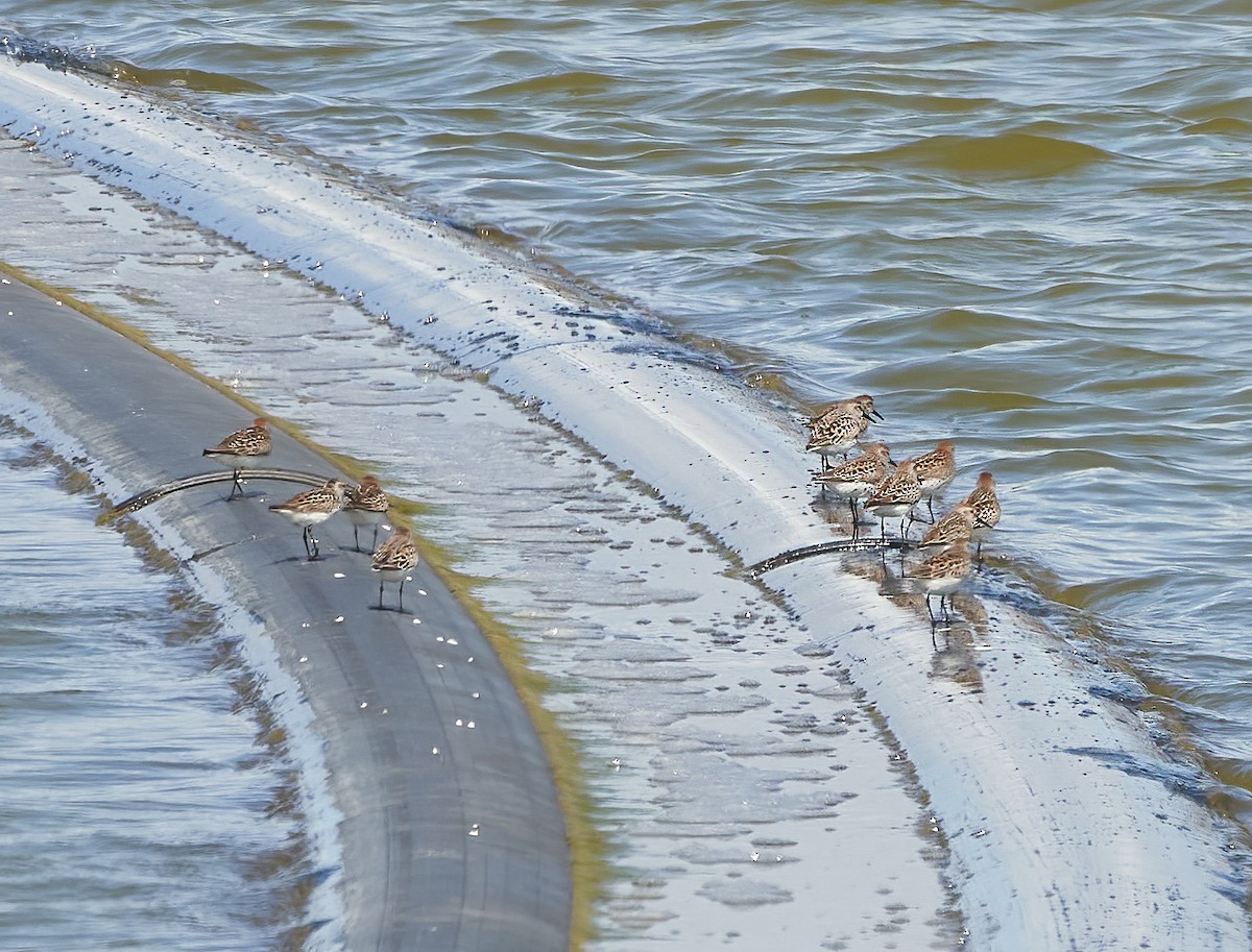 Western Sandpiper - ML446765541