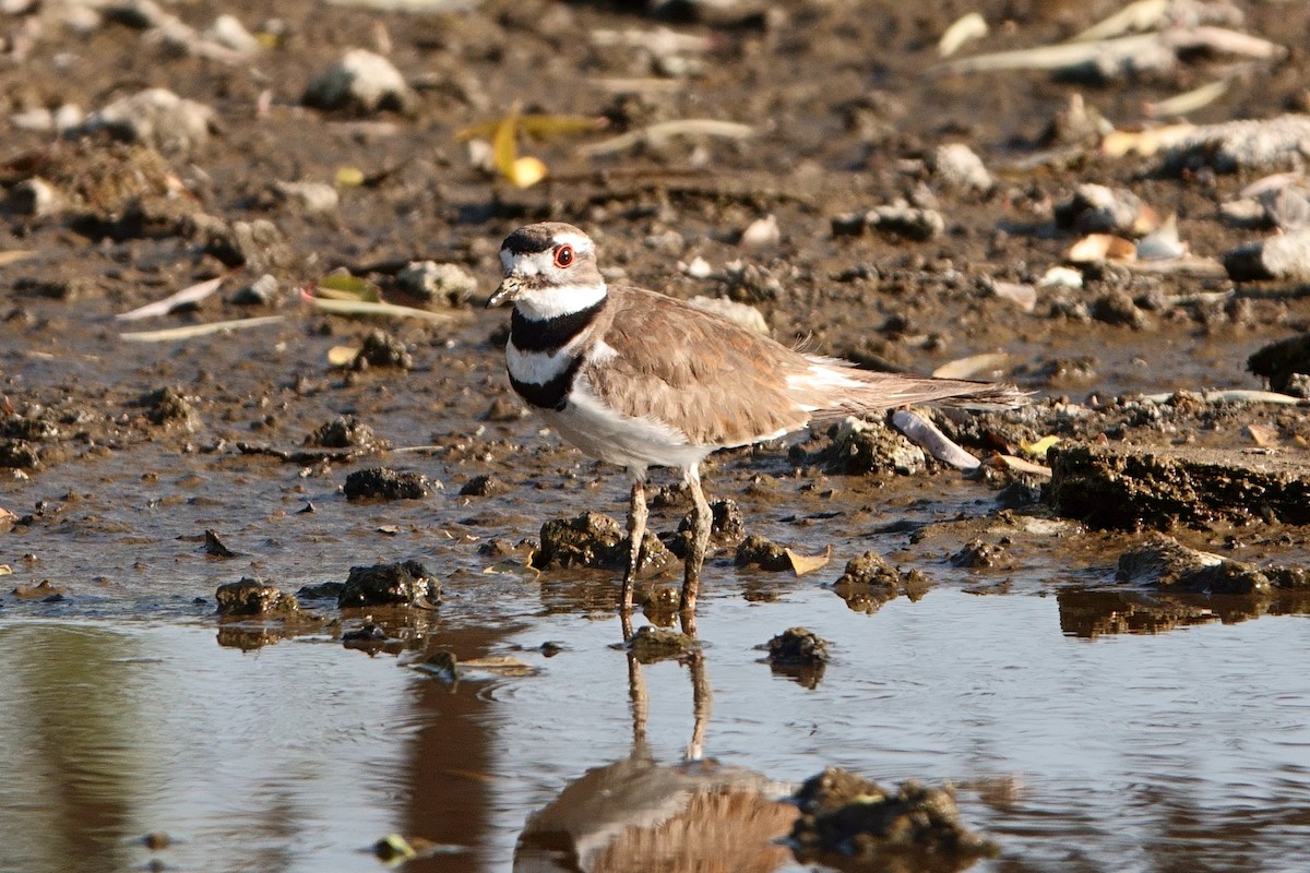 Killdeer - ML446765631