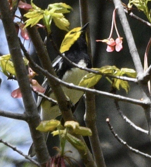 Black-throated Green Warbler - ML446767281