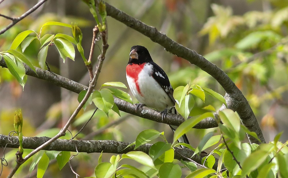 Rose-breasted Grosbeak - ML446767571