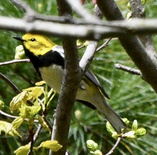 Black-throated Green Warbler - ML446767631