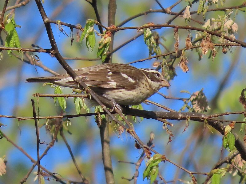 Rose-breasted Grosbeak - ML446767751