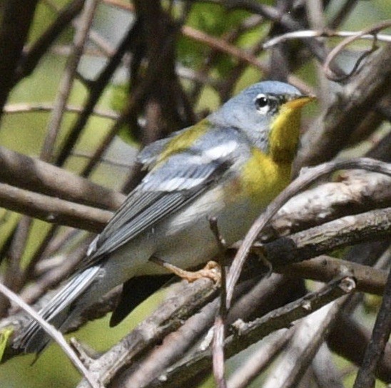 Parula Norteña - ML446767951