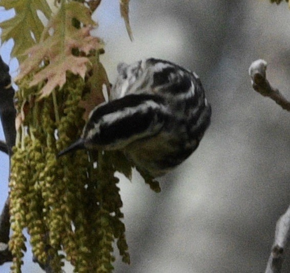 Black-and-white Warbler - ML446768031