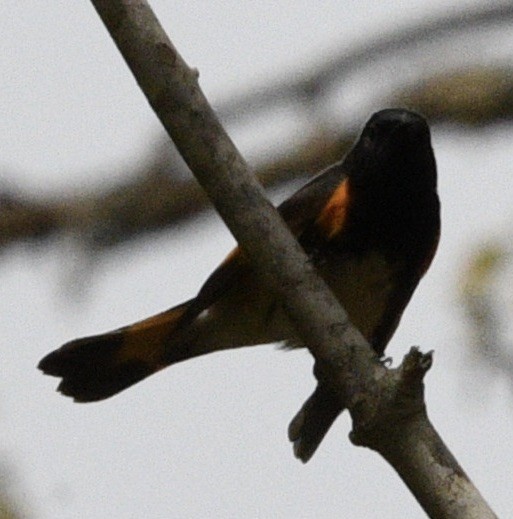 American Redstart - ML446768071