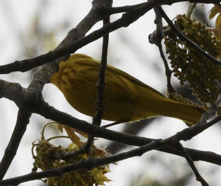 Yellow Warbler - ML446768231