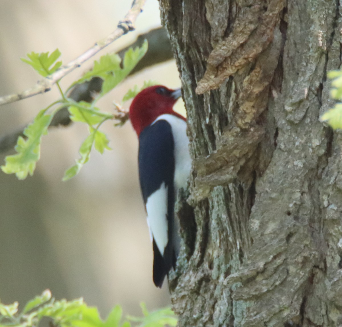 Red-headed Woodpecker - ML446768251